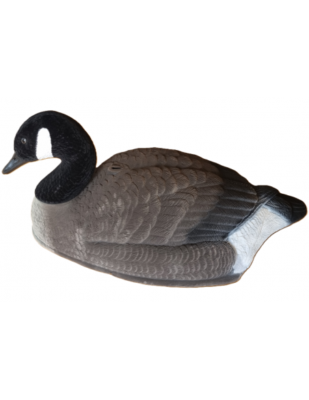 Alces Bulvan Kanadagås Skall Flokk Kvilende