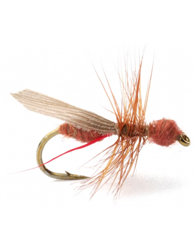 Flying Ant Cinnamon