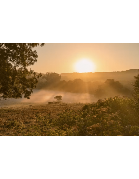 Browning X-Bolt 308, Zeiss V4 & A-Tec V2