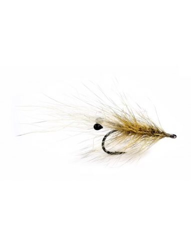 Coyote Grisen