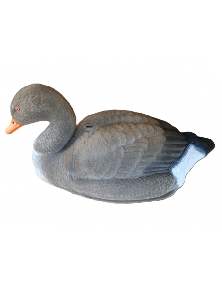 Alces Bulvan Grågås Hvilende