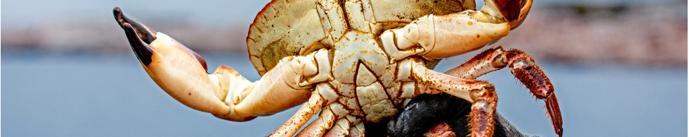 Krabbekoking: Vi har utstyret du trenger til koking av krabbe!