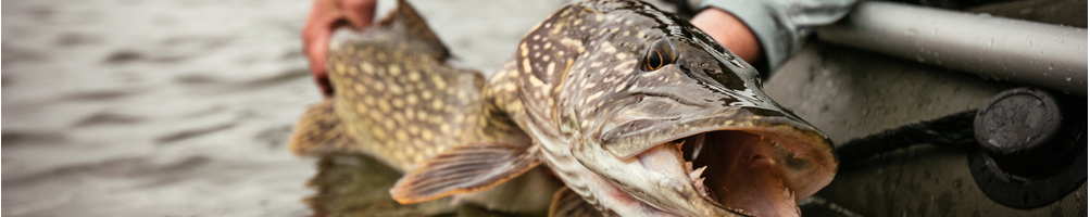 Gjeddesluker: sjekk ut vårt utvalg av sluker til gjeddefiske.