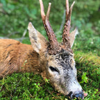 Jegerprøvekurs - April