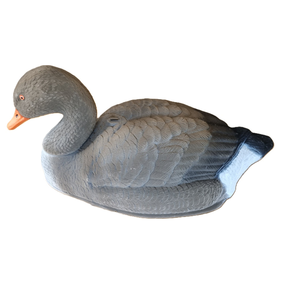 Alces Bulvan Grågås Hvilende