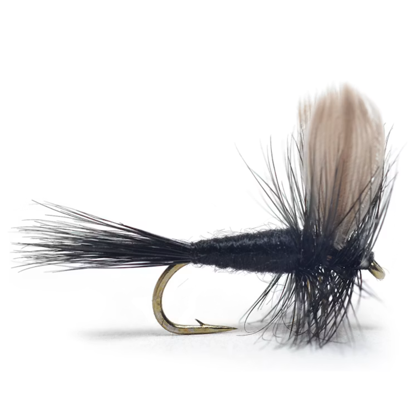 Black Gnat