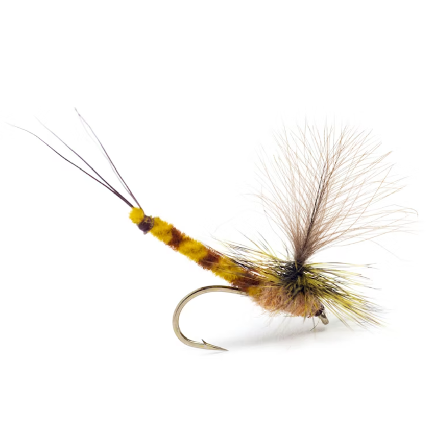 GL Vulgata Dun