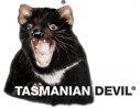 Tasmanian Devil